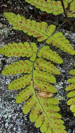 Asian oakfern(Gymnocarpium jessoense)