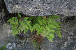 Asian oakfern(Gymnocarpium jessoense)