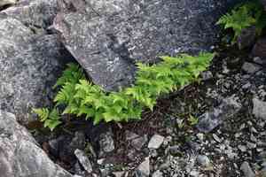 Asian oakfern(Gymnocarpium jessoense)