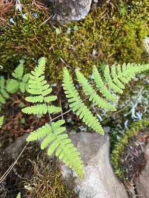 Asian oakfern(Gymnocarpium jessoense)