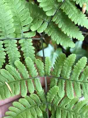 Scented oakfern(Gymnocarpium robertianum)