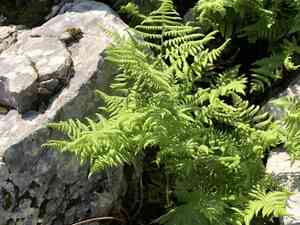 Scented oakfern(Gymnocarpium robertianum)