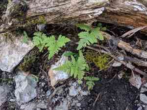 Scented oakfern(Gymnocarpium robertianum)