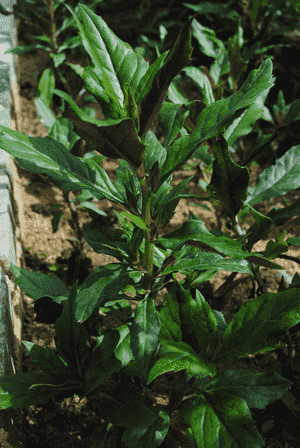 Okinawan spinach(Gynura bicolor)