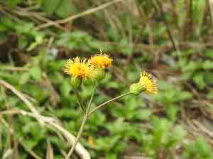 Gynura divaricata(Gynura divaricata)