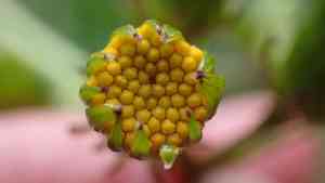 Gynura japonica(Gynura japonica)