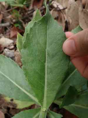 Gynura japonica(Gynura japonica)