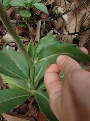 Gynura japonica(Gynura japonica)