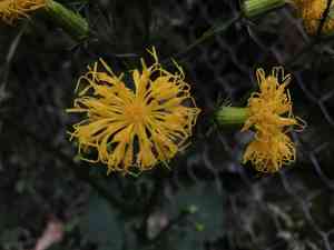 Gynura japonica(Gynura japonica)