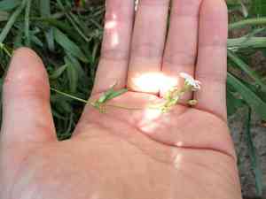 Showy baby's-breath(Gypsophila elegans)