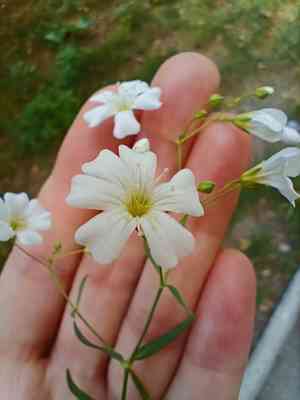 Showy baby's-breath(Gypsophila elegans)