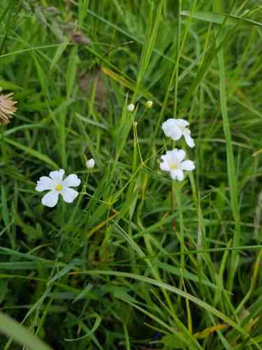 Showy baby's-breath(Gypsophila elegans)