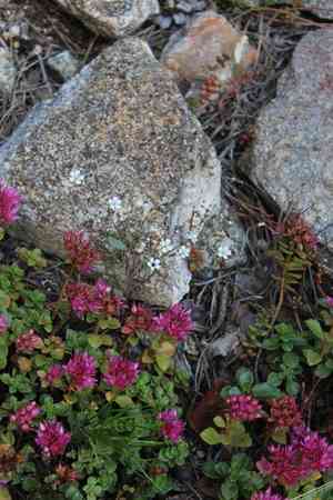 Showy baby's-breath(Gypsophila elegans)