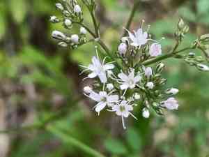 Oldham's baby's-breath(Gypsophila oldhamiana)