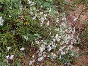Oldham's baby's-breath(Gypsophila oldhamiana)