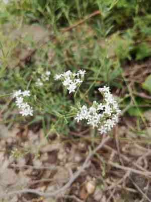 Oldham's baby's-breath(Gypsophila oldhamiana)