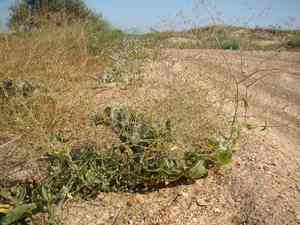 Perfoliate baby's-breath(Gypsophila perfoliata)
