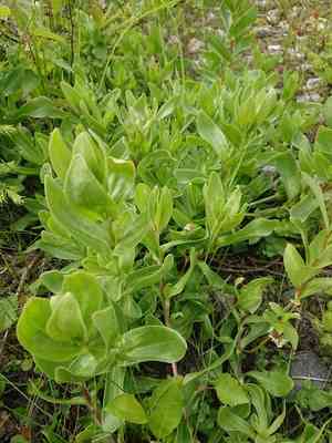 Perfoliate baby's-breath(Gypsophila perfoliata)