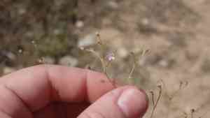 Perfoliate baby's-breath(Gypsophila perfoliata)