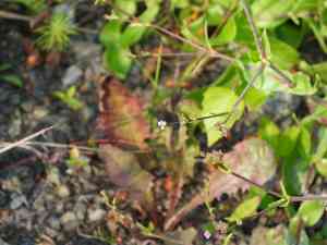 Perfoliate baby's-breath(Gypsophila perfoliata)