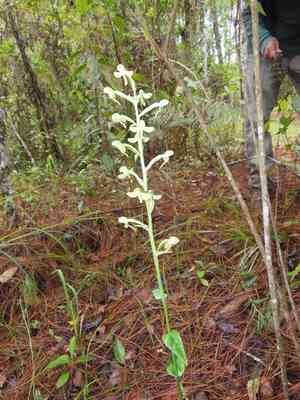 Toothpetal bog orchid(Habenaria floribunda)