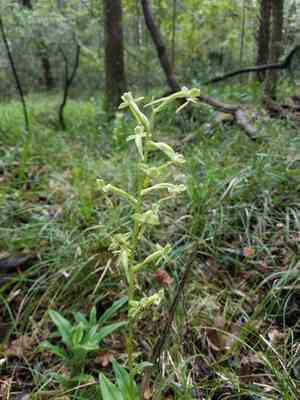 Toothpetal bog orchid(Habenaria floribunda)