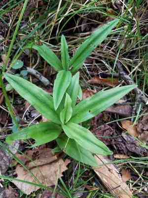 Toothpetal bog orchid(Habenaria floribunda)