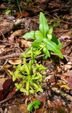 Toothpetal bog orchid(Habenaria floribunda)