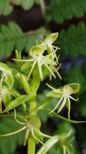 Waterspider bog orchid(Habenaria repens)