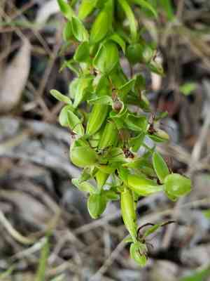 Waterspider bog orchid(Habenaria repens)