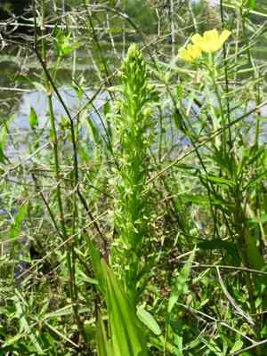 Waterspider bog orchid(Habenaria repens)