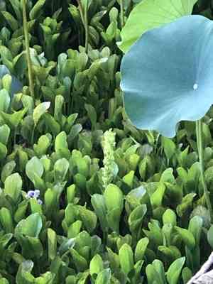 Waterspider bog orchid(Habenaria repens)