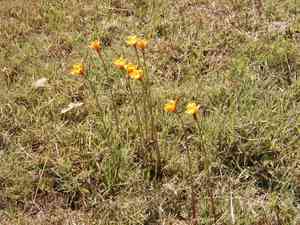 Rio grande copper lily(Habranthus tubispathus)