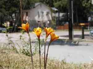 Rio grande copper lily(Habranthus tubispathus)