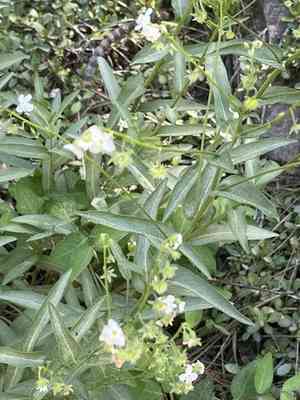 California stickseed(Hackelia californica)