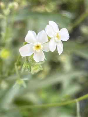 California stickseed(Hackelia californica)