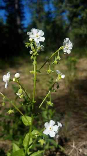 California stickseed(Hackelia californica)