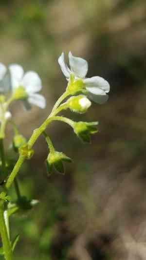 California stickseed(Hackelia californica)