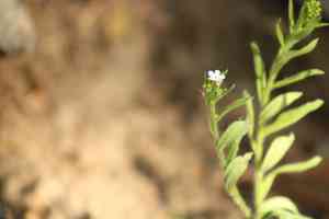 Nodding stickseed(Hackelia deflexa)