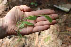 Nodding stickseed(Hackelia deflexa)