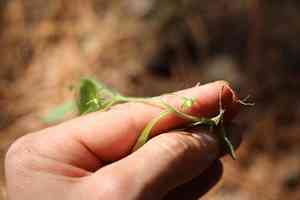 Nodding stickseed(Hackelia deflexa)