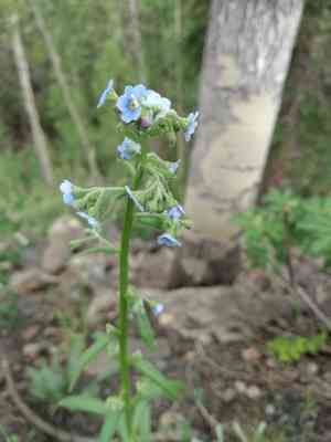 Manyflower stickseed(Hackelia floribunda)