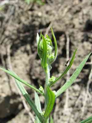 Manyflower stickseed(Hackelia floribunda)