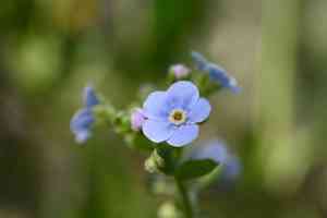 Manyflower stickseed(Hackelia floribunda)