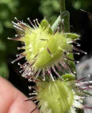 Jessica sticktight(Hackelia micrantha)