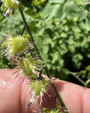 Jessica sticktight(Hackelia micrantha)