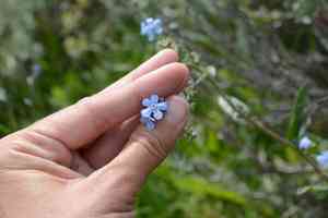 Jessica sticktight(Hackelia micrantha)