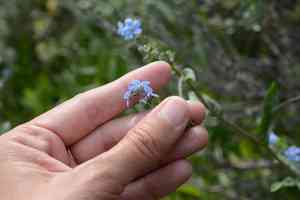 Jessica sticktight(Hackelia micrantha)