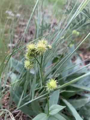 Sierra stickseed(Hackelia nervosa)