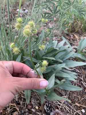 Sierra stickseed(Hackelia nervosa)